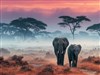 Safari