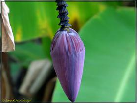 Banana Bloom