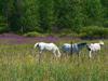 HORSES IN A FIELD