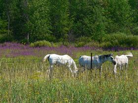 HORSES IN A FIELD