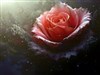 a rosebud