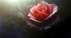 a rosebud