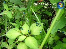 Windows Vista Bugs Edition