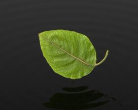 Leaf