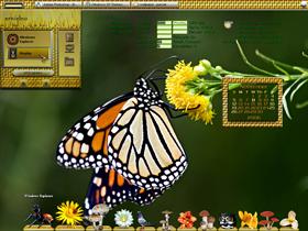 Monarch Butterfly