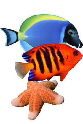 Marine Aquarium Icon