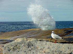 Blow Hole Bicheno