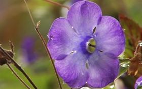 Purple Flower