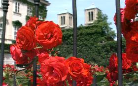 Red Roses