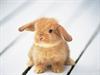 Baby Bunny - Zea