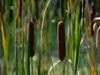 Cattails