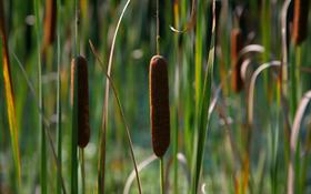 Cattails