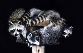 Wild Animal s Raccoon 