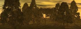 Forrest Scene (SunSet)