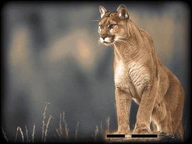 Mau Collection: Cougar