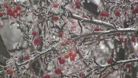 Freezing Rain on Crab Apples