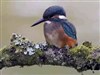 Common Kingfisher 1.
