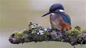 Common Kingfisher 1.