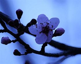 Tree flower