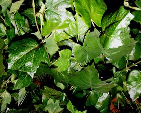 pond leaves 