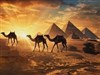 4K Camels Walking