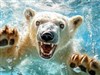 4K Polar Bear Swim