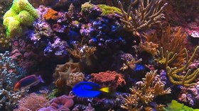 Colorful Sea Life