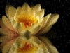 Water Lilly