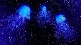 Jellyfish