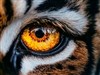 4K Eye of the Tiger