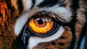 4K Eye of the Tiger