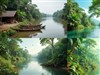 The Amazon