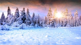 Winterforest Sunreflections