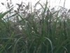 Mixed Grass