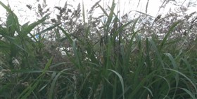 Mixed Grass