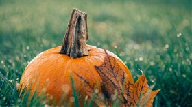 Pumpkin in the Grass