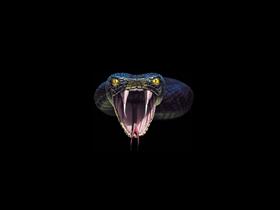 Cobra