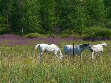 HORSES IN A FIELD