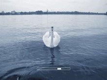 Swan Screen