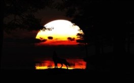 The Hunt