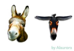 eMule And eDonkey Real Pack