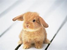 Baby Bunny - Zea