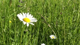 Flower in the field