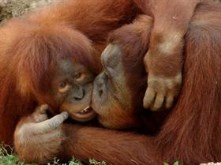 Best Friends