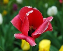 Tulip 'n' Dew