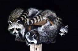 Wild Animal s Raccoon 