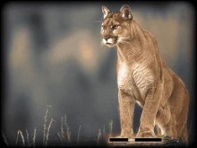 Mau Collection: Cougar