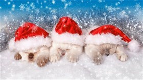 Christmas Kittens
