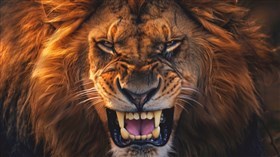 4K Lion Face