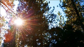 Backyard Sun Rays